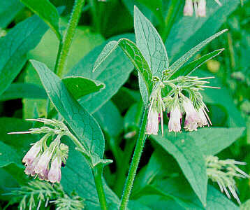 Homemade Compost Activator Comfrey