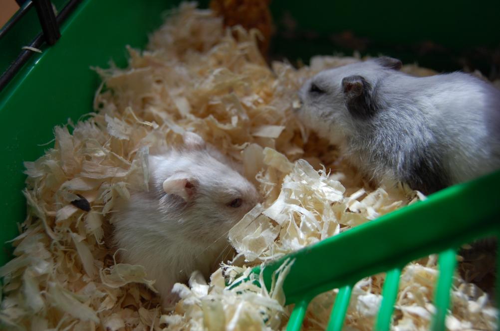 [hamsters.JPG]