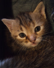 Tiger Cat