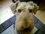 The world's greatest Airedale