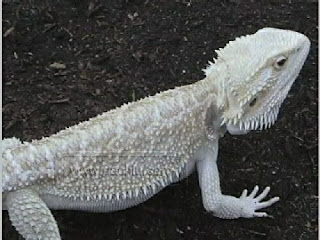 blue-bearded-dragon-breeders.jpg