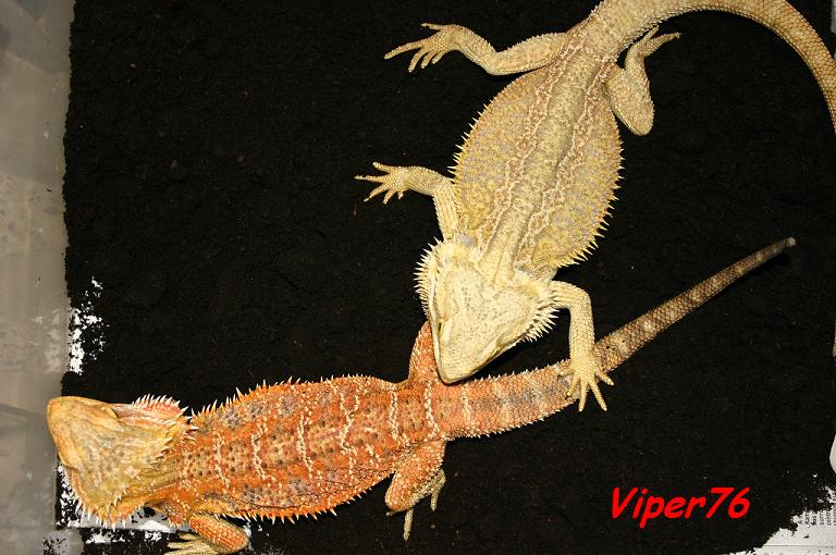 bearded-dragon-eggs.jpg