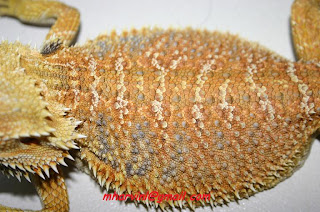 bearded-dragon-terrarium-petsmart-2.jpg
