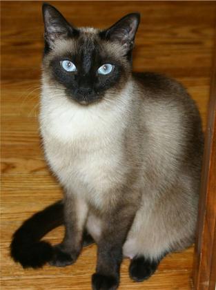 Balinese cat named Victor