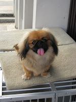 Bursa Anjing Pekingese Blackmask