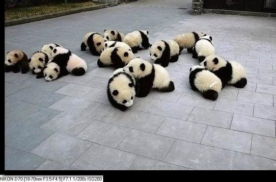 [panda++8.jpg]
