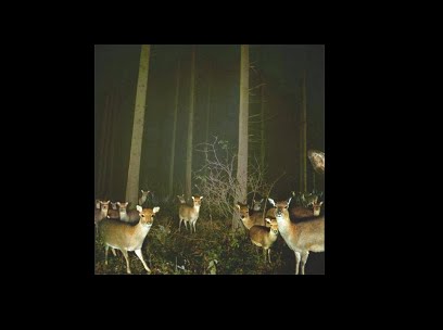 [animais+210.gif]