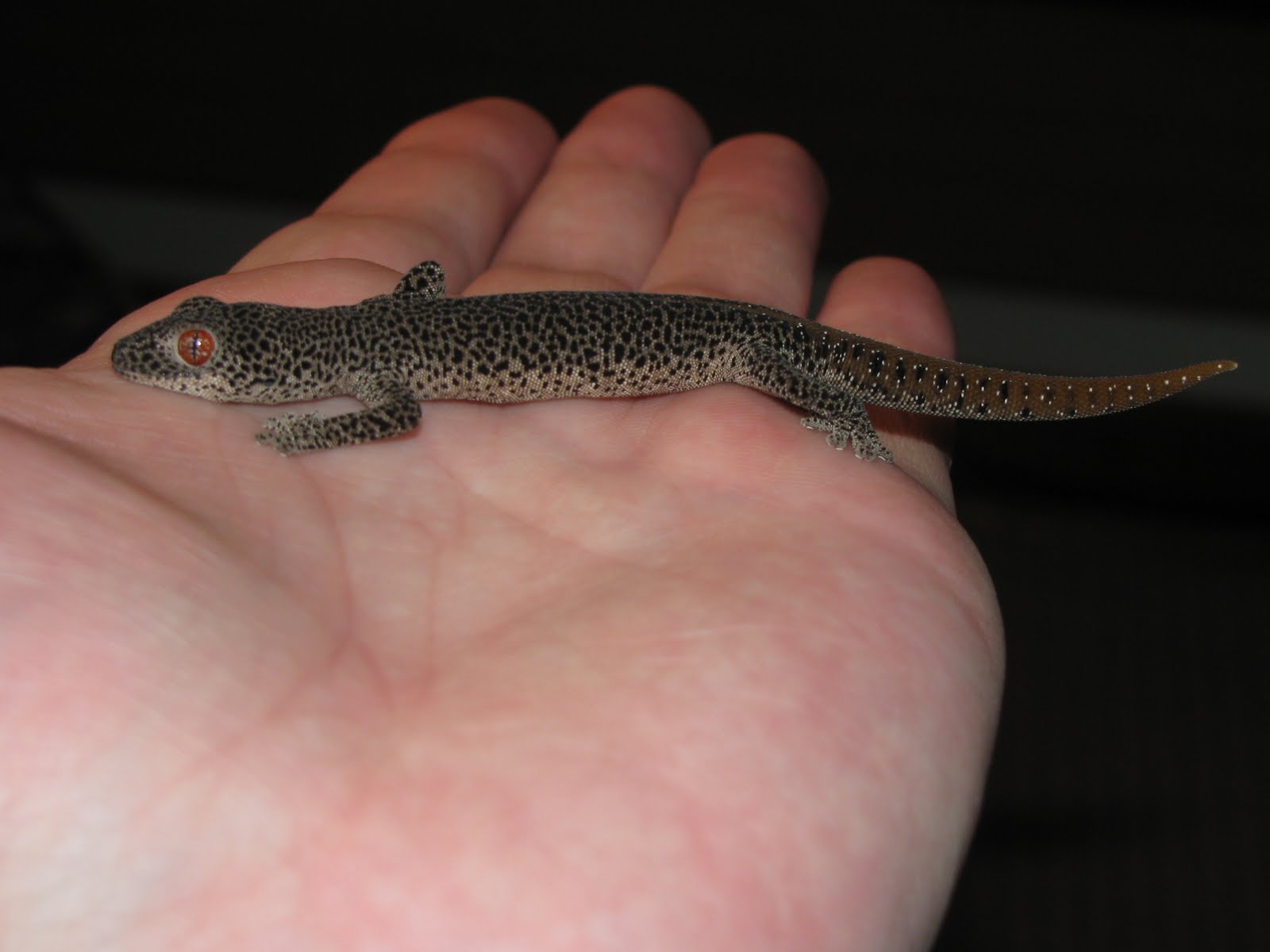 RAW DOG REPTILES: Week 7! The golden tailed gecko-Strophurus taenicauda