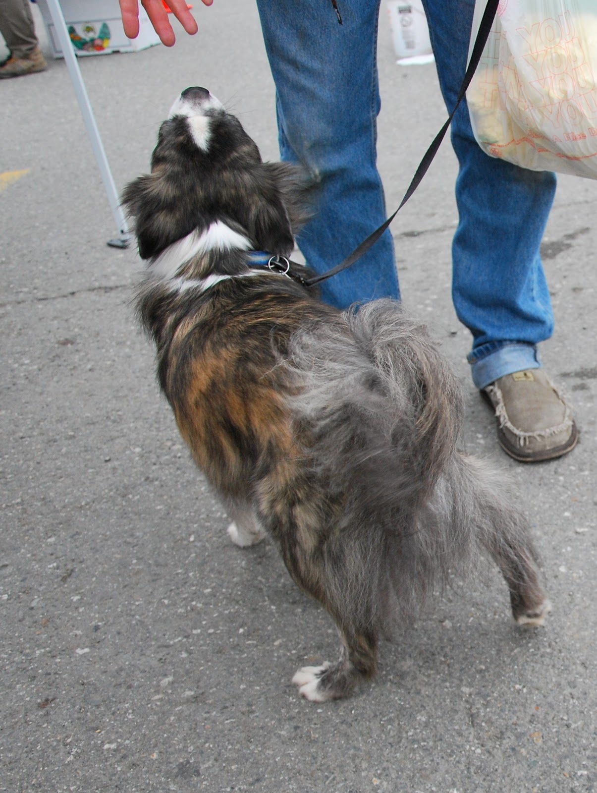 Ryker Rules Alaska Have you seen a Boston Terrier Aussie mix?