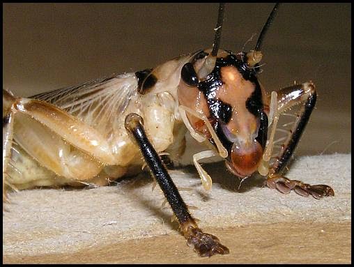 Hunter Valley Backyard Nature 3 A Cricket Earns His Wings