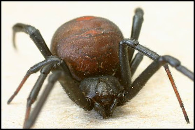 Shiny+spider+beetle