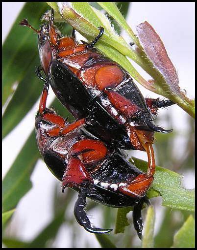 beetle care