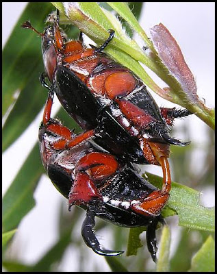 red and black beetle