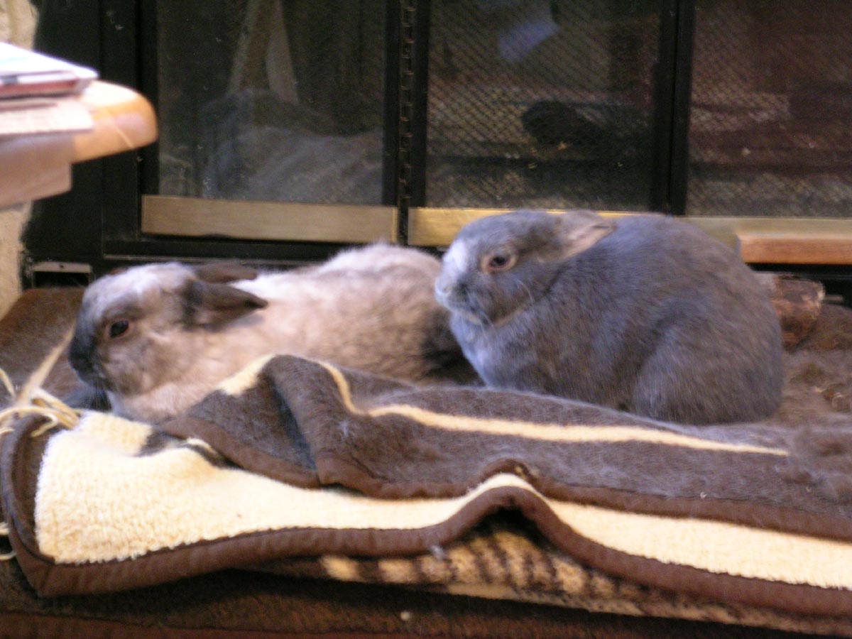 [Peanut+&+Sadie.jpg]