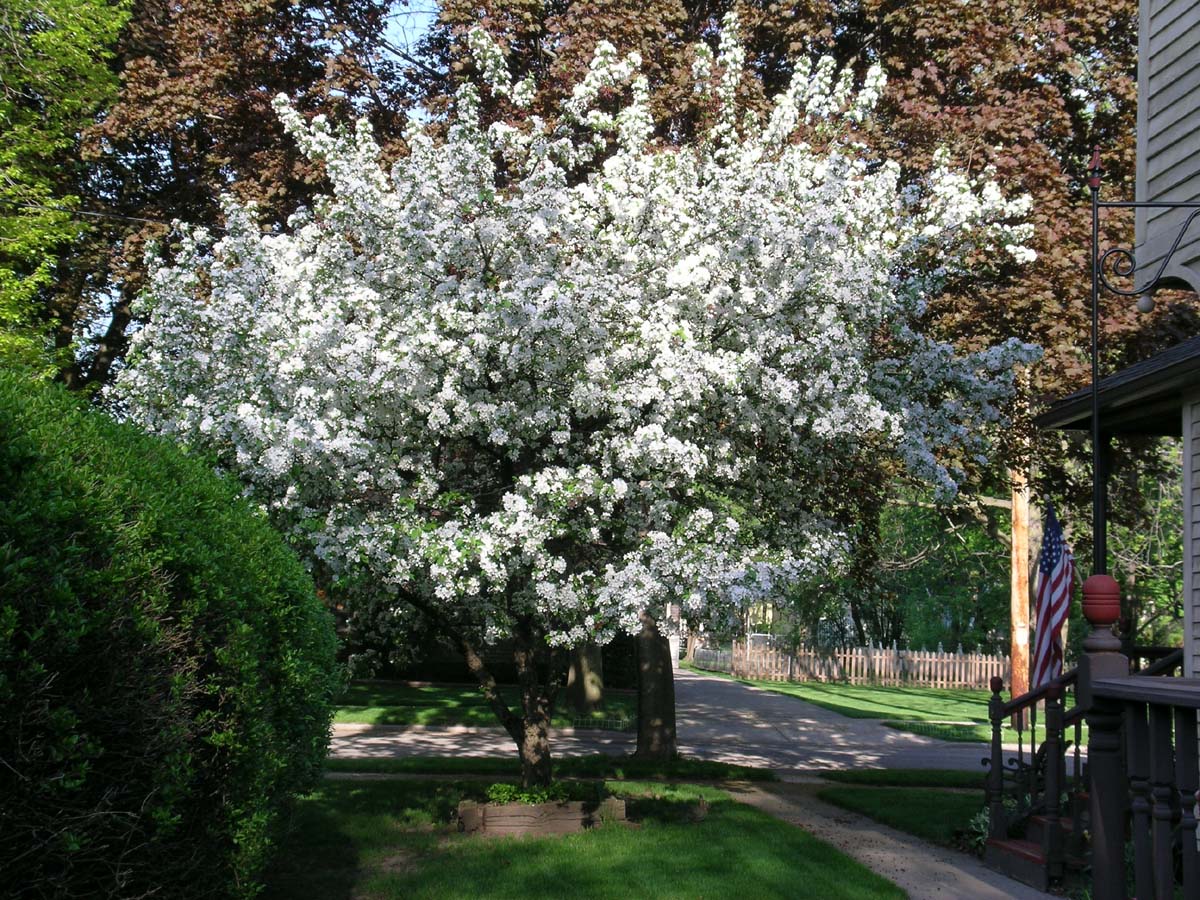 [Spring+07+Cherry+Tree+2sm.jpg]