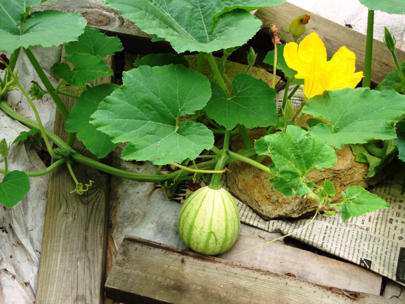 [squash+mystery+baby.JPG]