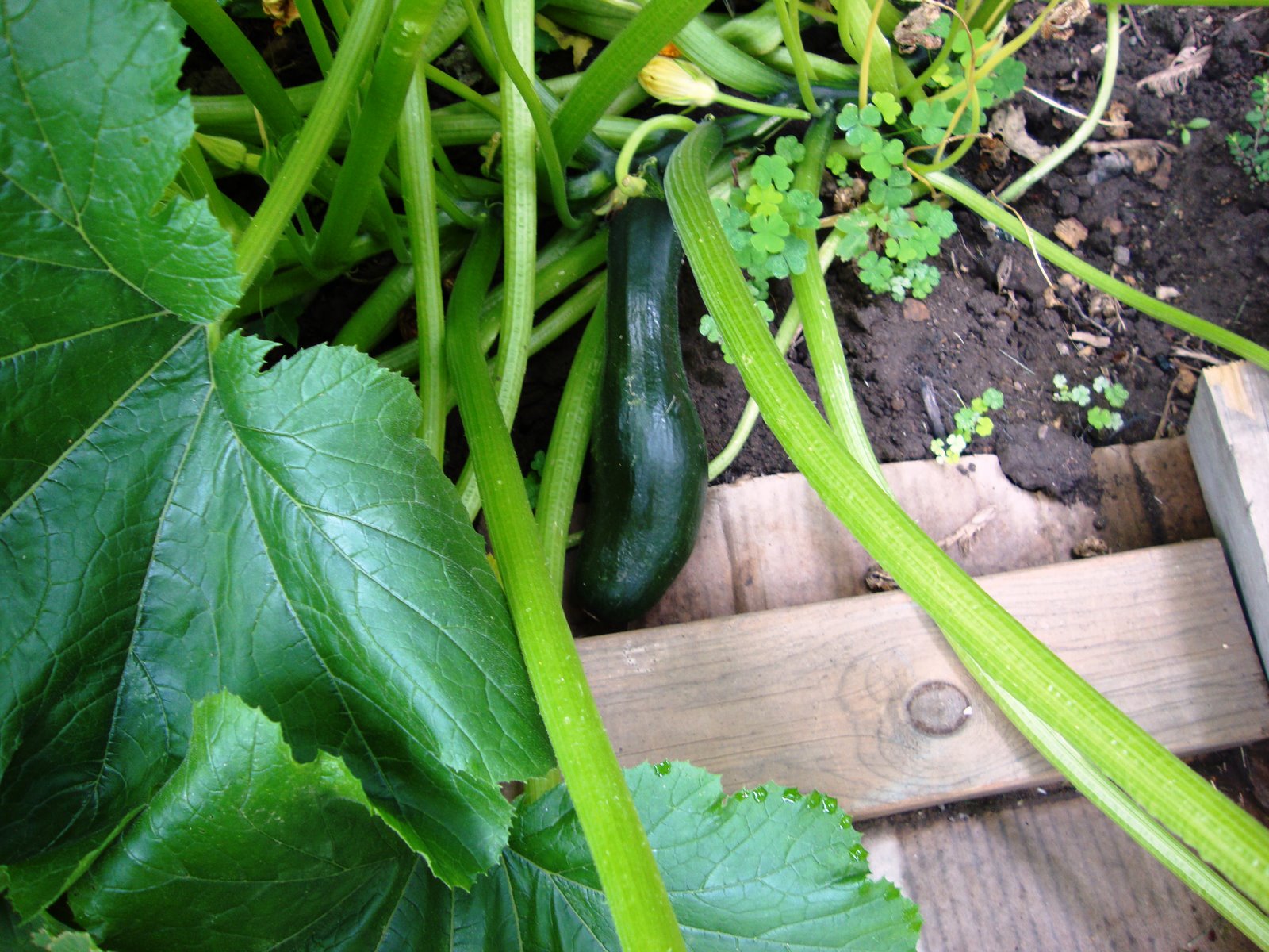 [garden+small+zucchini.JPG]