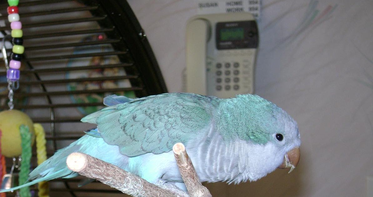 Jaytee's Quaker Parrots Blue Quaker Parrots