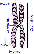 DIBUJO CROMOSOMA PARTE dibujo cromosoma parte: