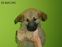 OTRO MACHITO ADOPTADO
