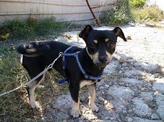 FLYNT ADOPTADO EN SALAMANCA!!