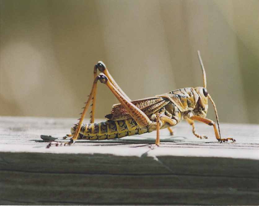 grass cricket