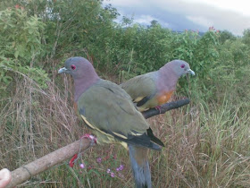 BURUNG PUNAI