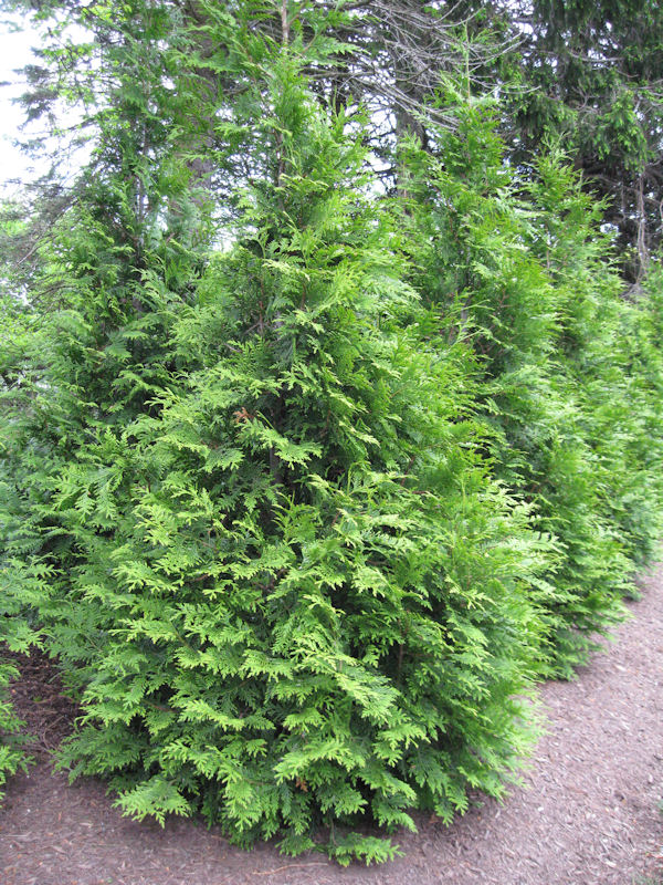 Western Arborvitae