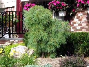 All About Evergreens