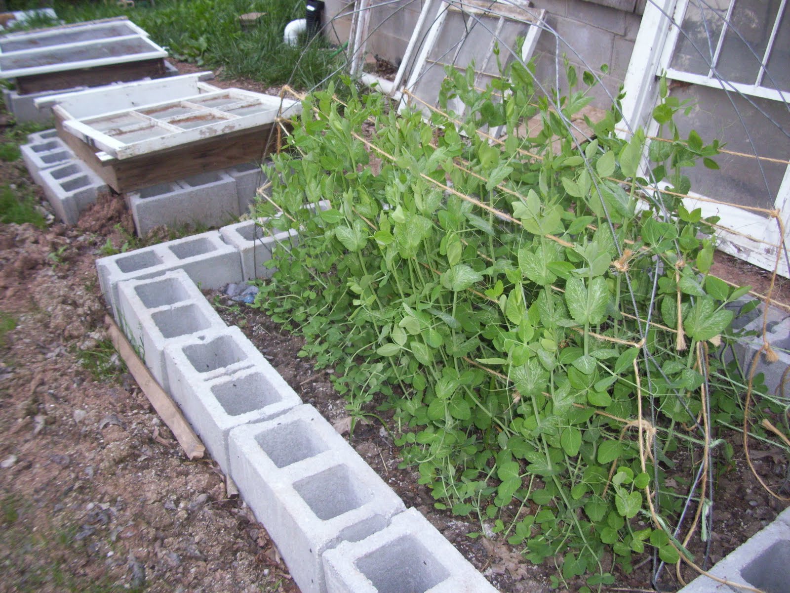Make It From Scratch Carnival 166 My Raised Beds and Pea Trellis