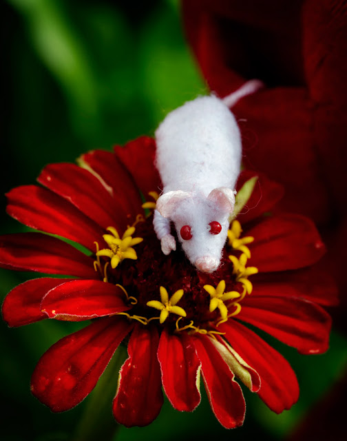 little pocket mouse pictures