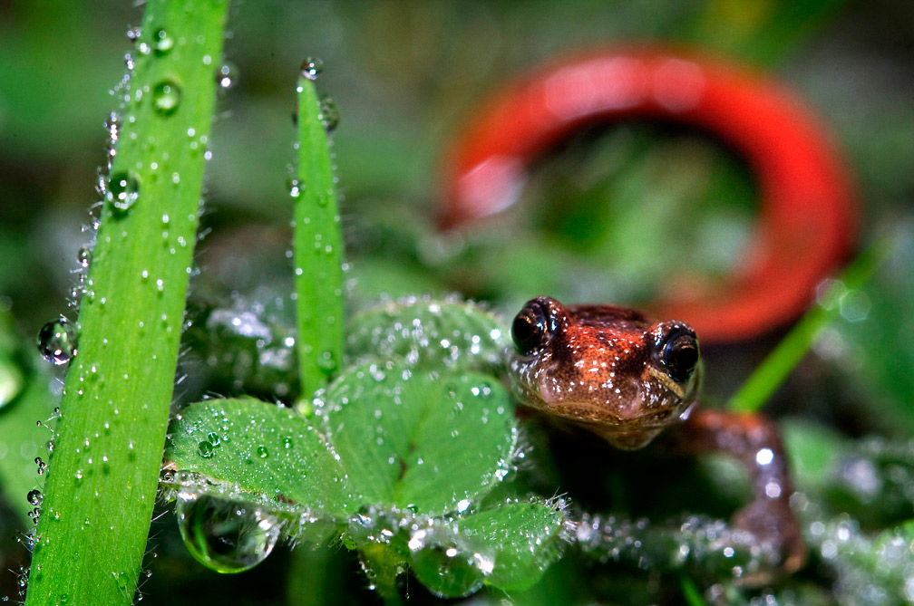 Salamander Pacific Northwest