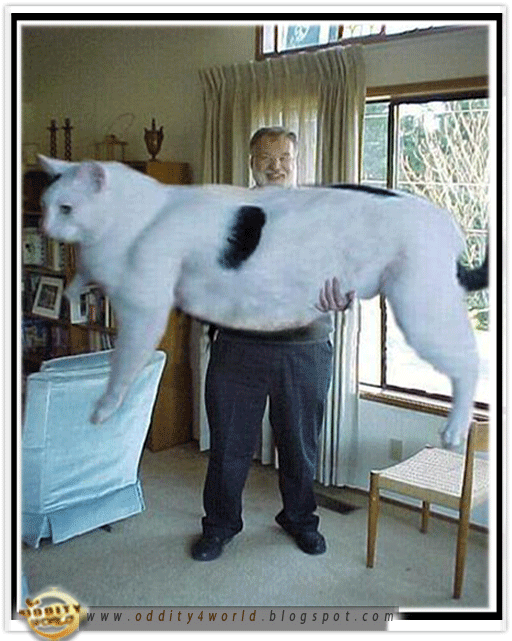 [biggest-cat.gif]