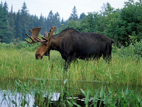 Moose Maine