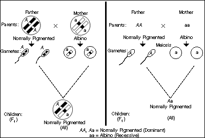 ALBINISM ACCODING TO GENETIC