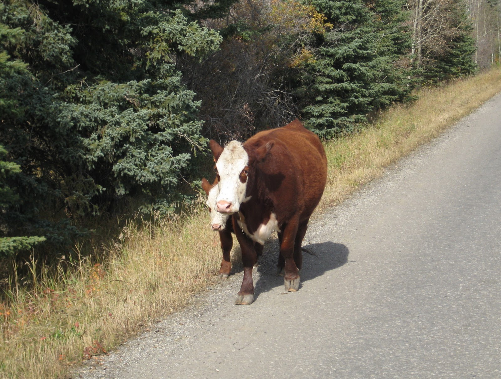 Anna's Next Adventure The Calgary Stampede Cattle Drive