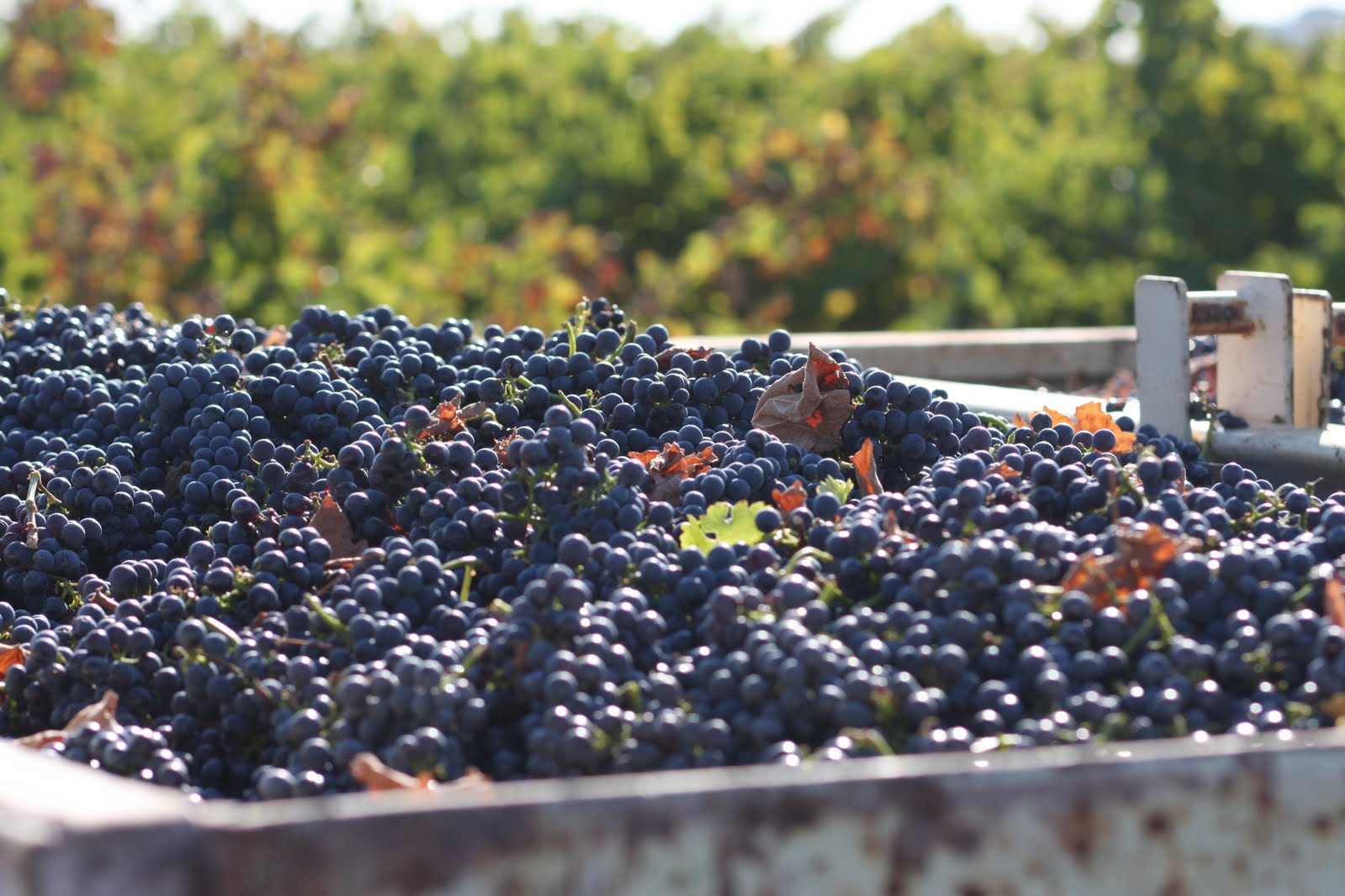 Grape Sense A Glass Half Full Amazing Vineyard, Farm, Grape to Glass