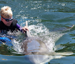 Dolphin Fun