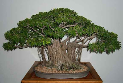 bonsai banyan