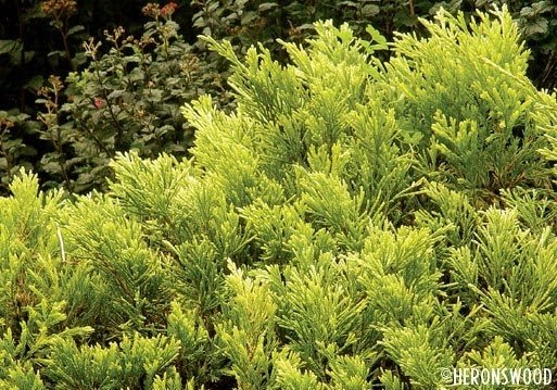 Future Plants By Randy Stewart Viburnum Part 2