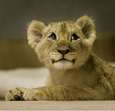 cute+lion+cub.jpg