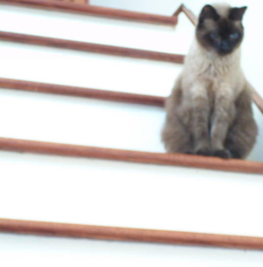 Forsythia Hill Finds Dedication Of Lights