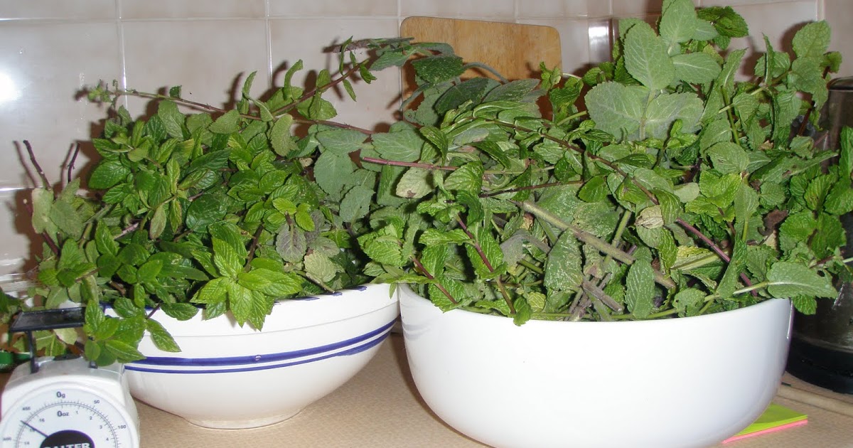 Brewing Wine at Home Improved Mint Wine Recipe