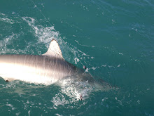 Blacktip Shark Release