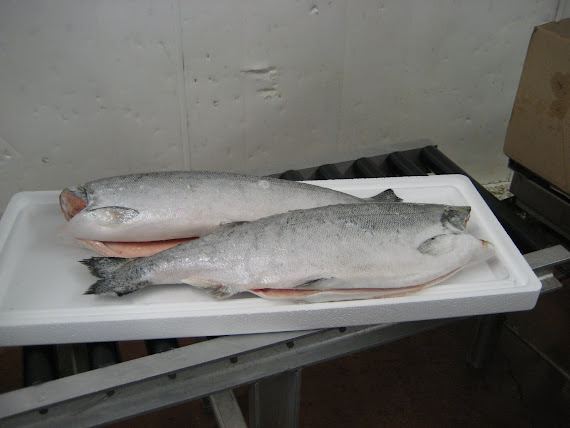 Pacific Salmon IQF