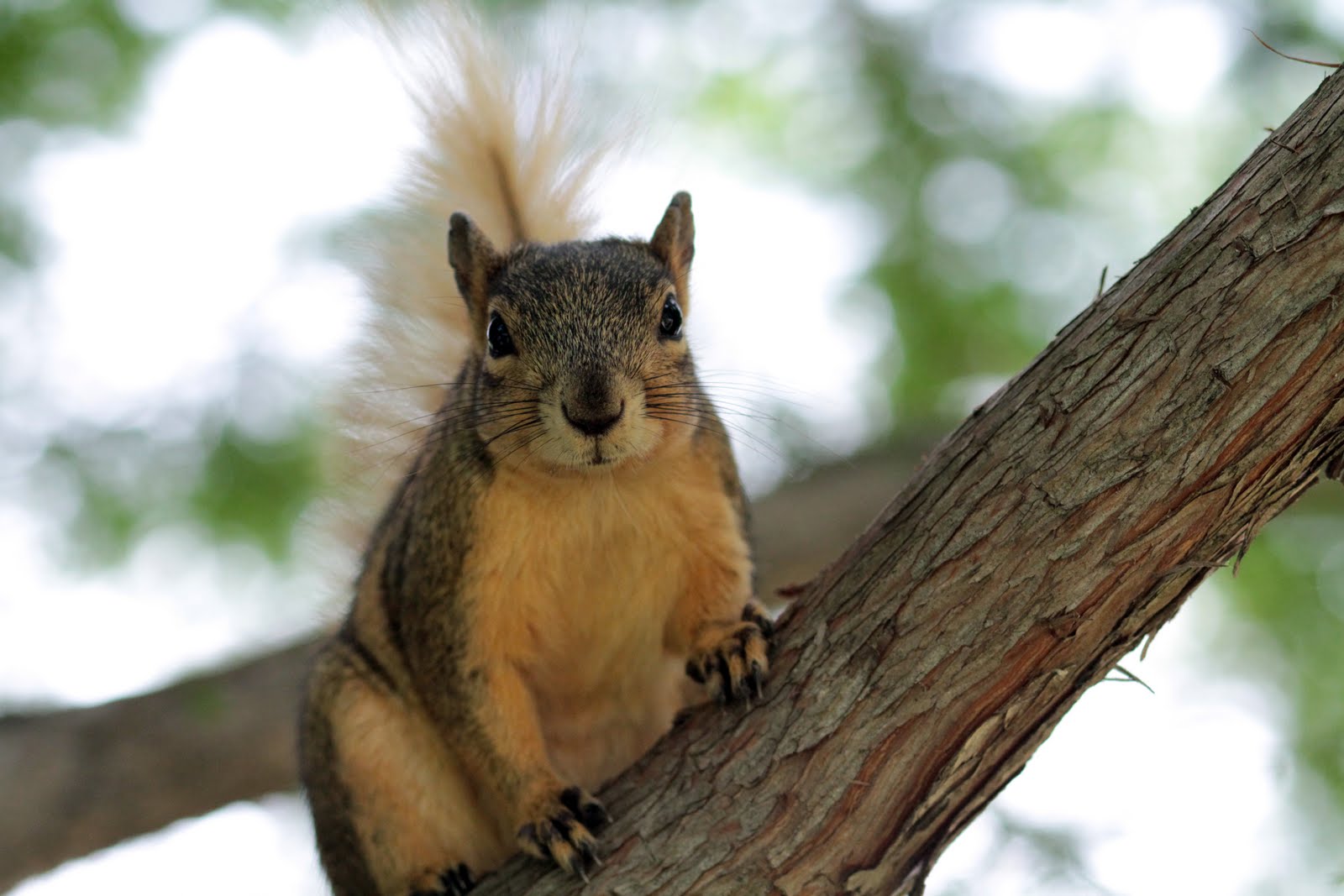 Photography by Amy Brice When Squirrels Attack!!