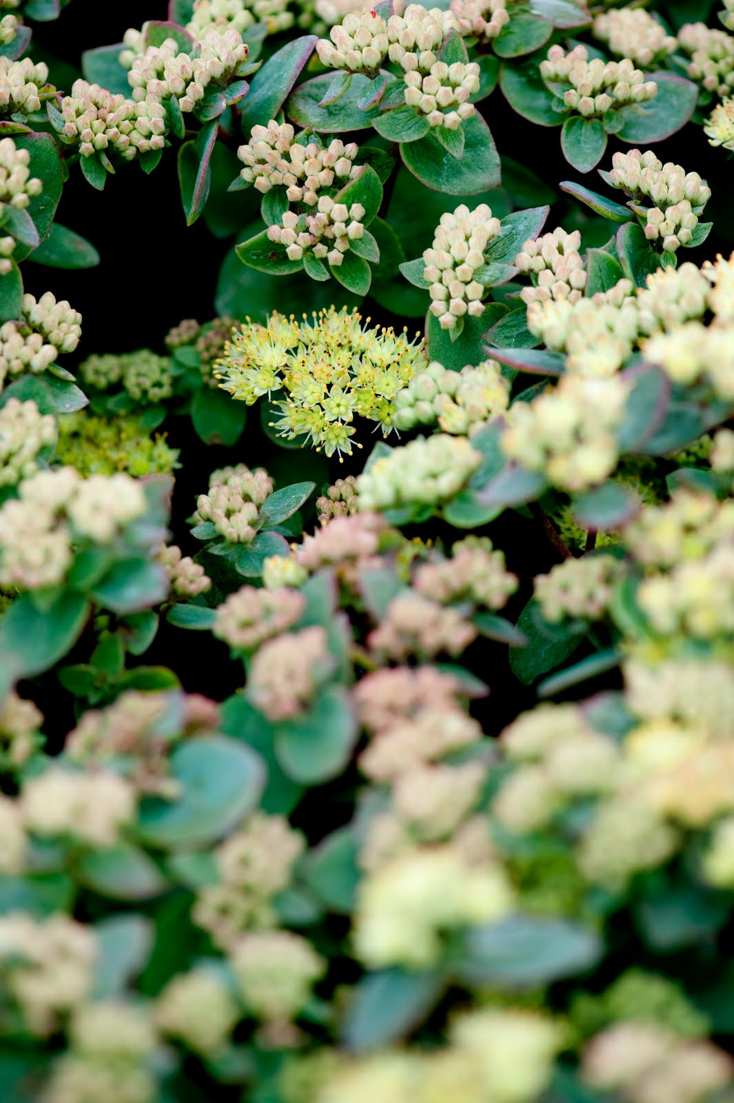 Sedum Telephium