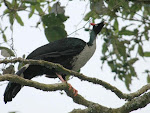 Conservemos la fauna