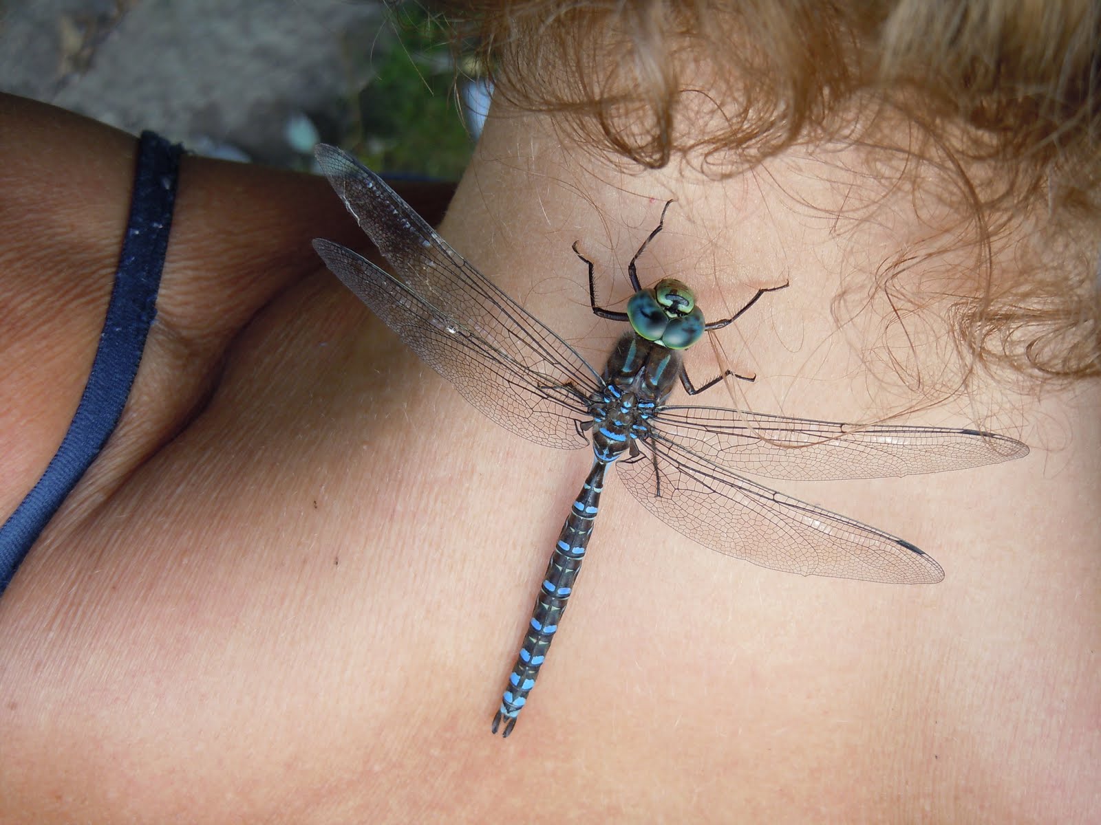 Dragonflies+of+ontario