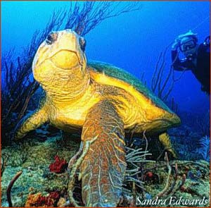 [loggerhead+turtle.jpg]